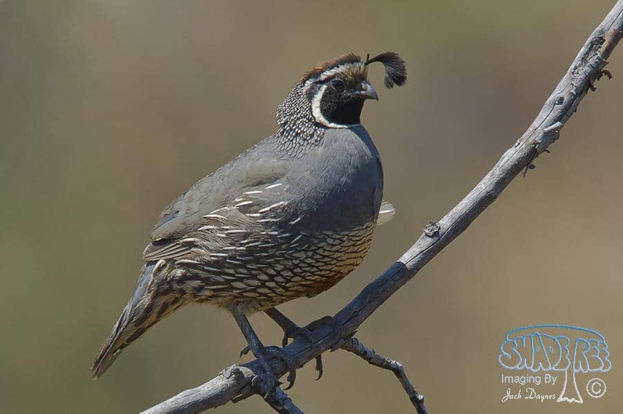 California Quail - Callipepla californica