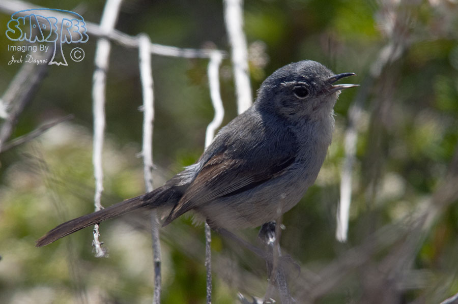 California Gnatcatcher - Polioptila californica
