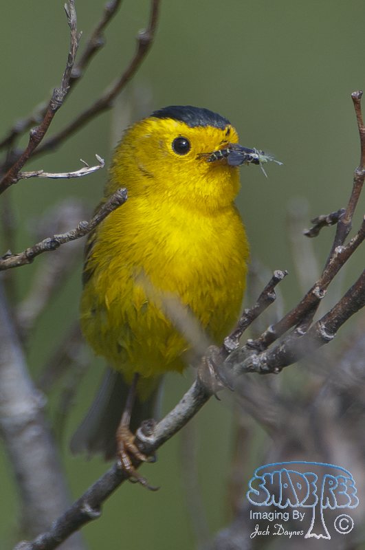 Wilson's Warbler - Wilsonia pusilla