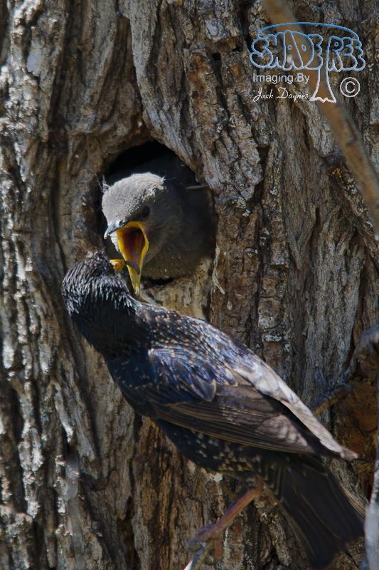 European Starling - Sturnus vulgaris