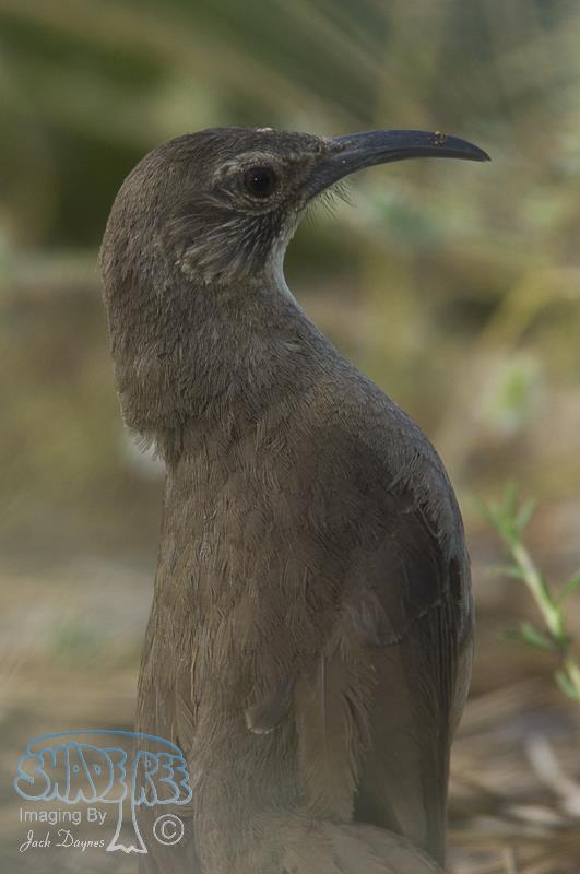 California Thrasher - Toxostoma redivivum