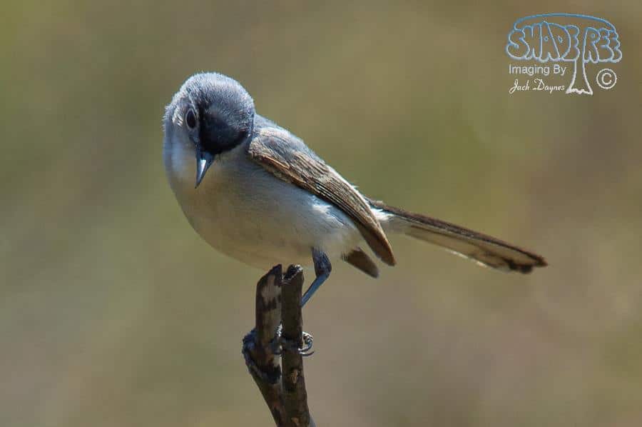Blue-gray Gnatcatcher - Polioptila caerulea