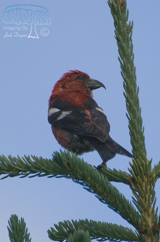 White-Winged Crossbill - Loxia leucoptera
