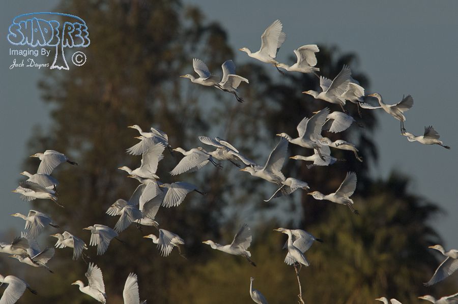 Cattle Egret - Bubulcus ibis
