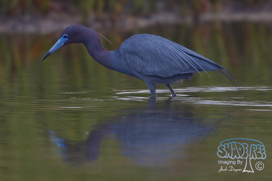 Little Blue Heron - Egretta caerulea