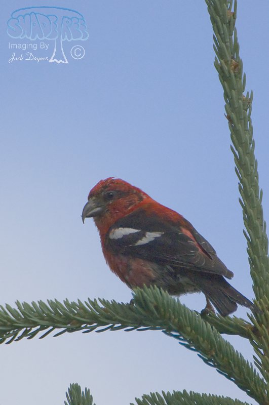 White-Winged Crossbill - Loxia leucoptera