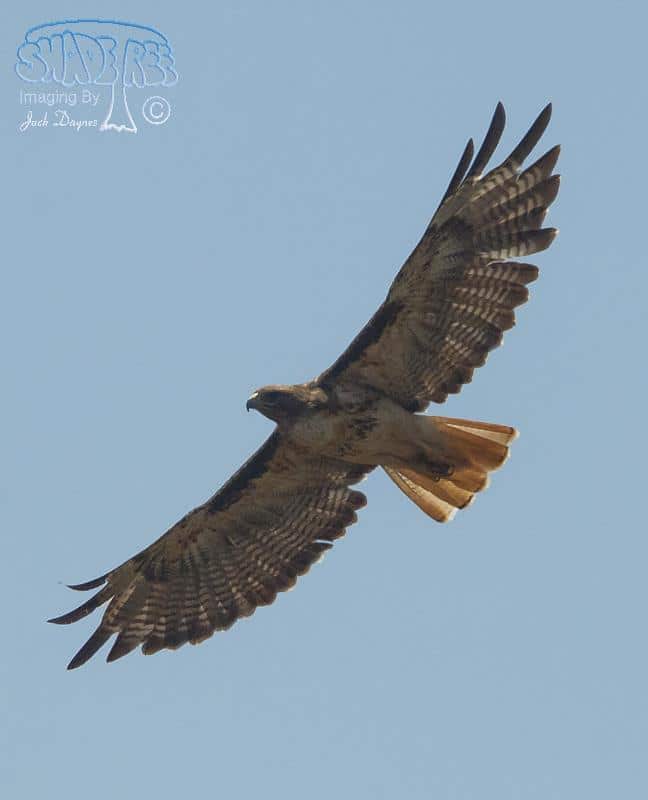 Red-tailed Hawk - Buteo jamaicensis