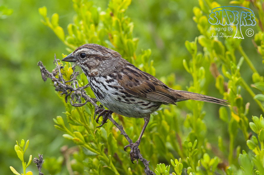 Song Sparrow - Melospiza melodia