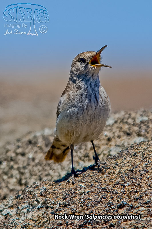 Rock Wren - Salpinctes obsoletus