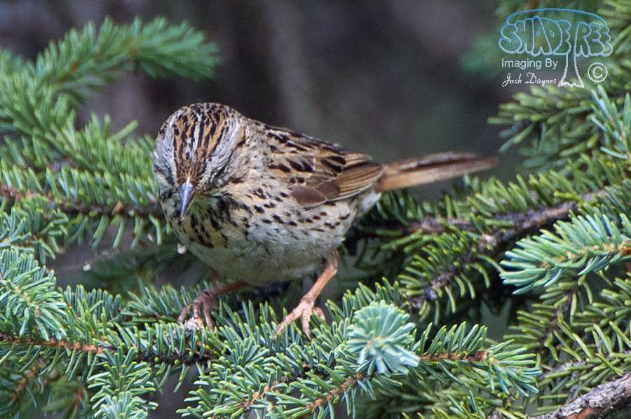 Lincoln's Sparrow - Melospiza lincolnii