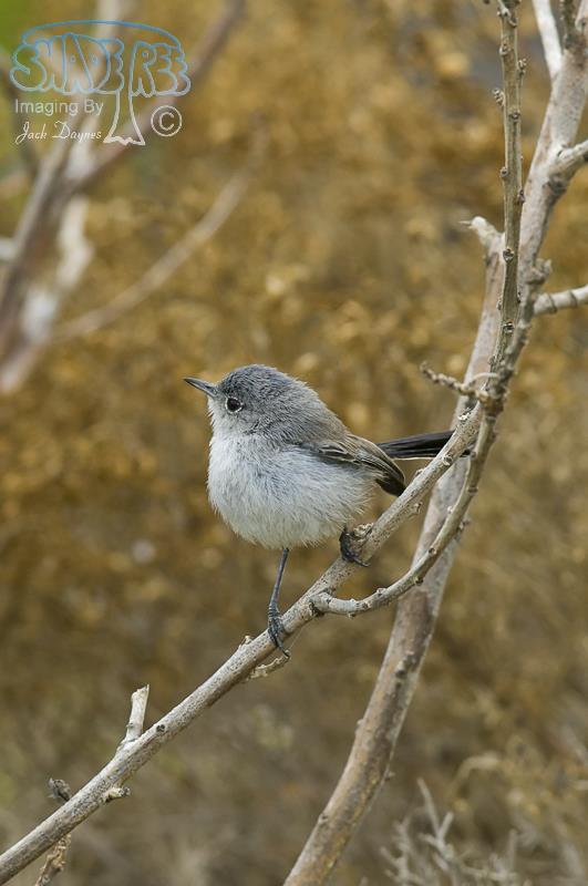 California Gnatcatcher - Polioptila californica