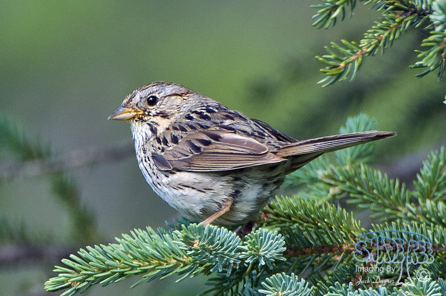 Lincoln's Sparrow - Melospiza lincolnii