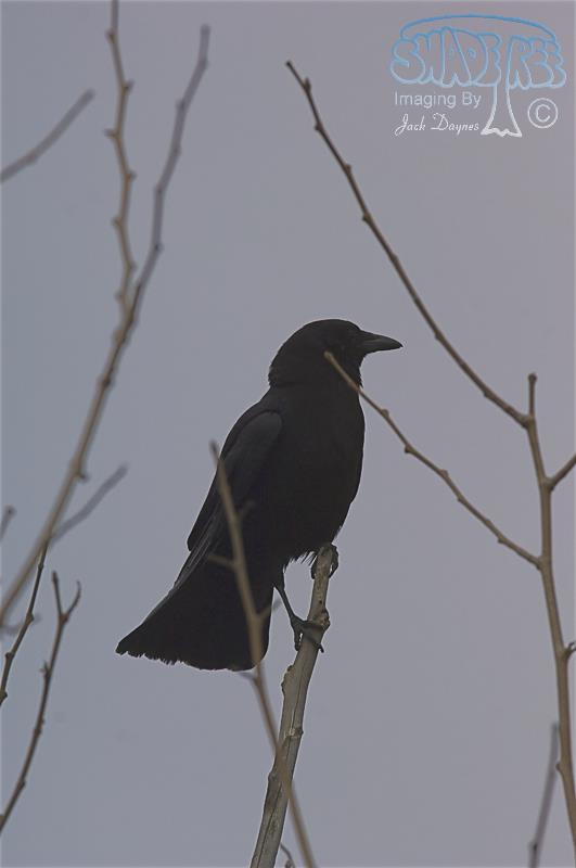American Crow - Corvus brachyrhynchos