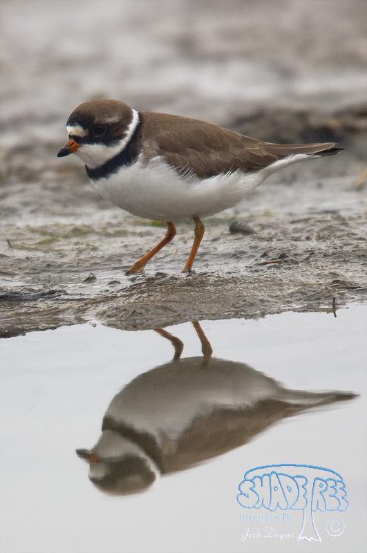 Semipalmated Plover - Charadrius semipalmatus