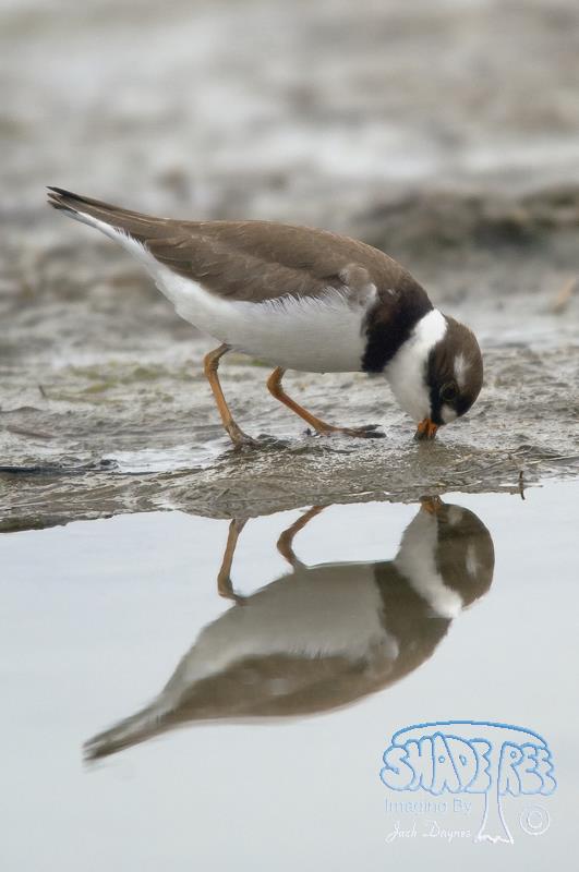 Semipalmated Plover - Charadrius semipalmatus