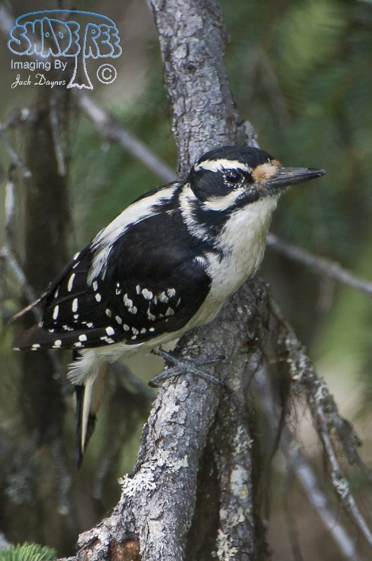 Hairy Woodpecker - Leuconotopicus villosus