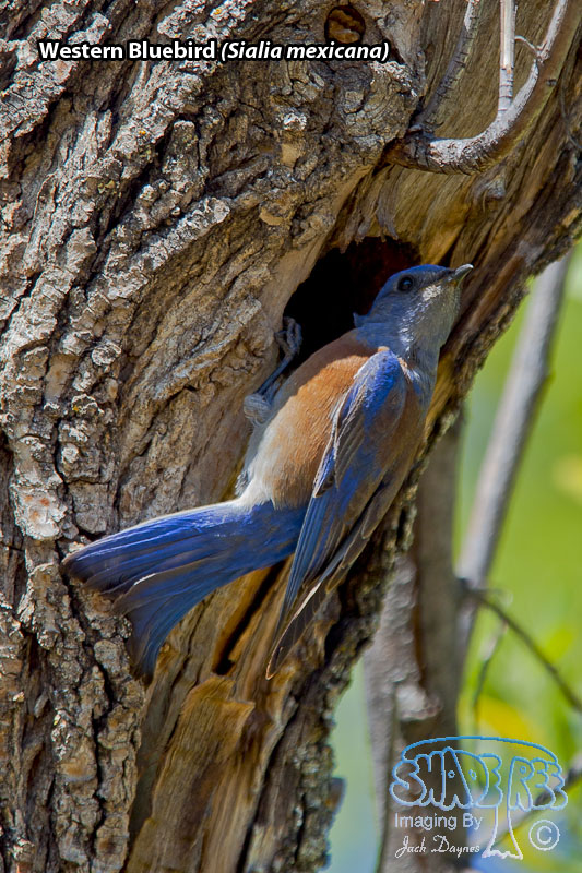 Western Bluebird - Sialia mexicana