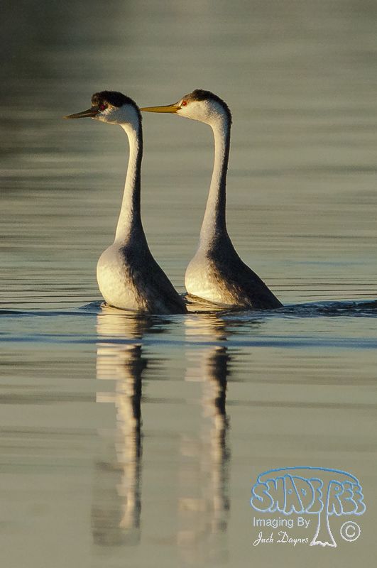 Western Grebe - Aechmophorus occidentalis