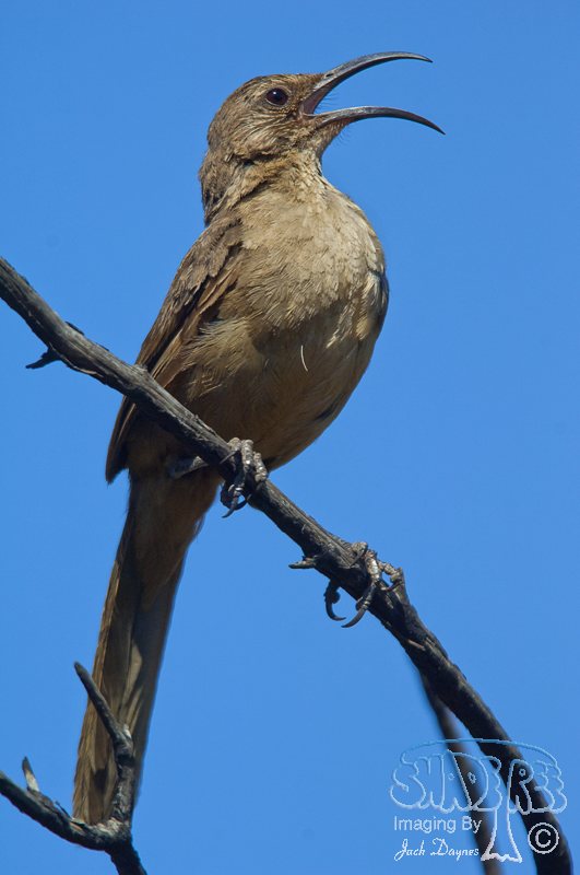 California Thrasher - Toxostoma redivivum