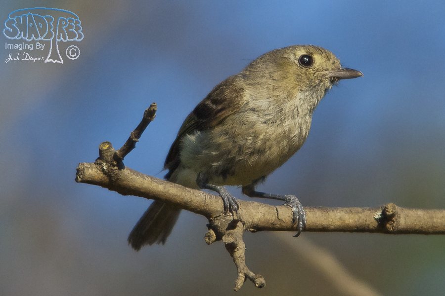 Hutton's Vireo - Vireo huttoni