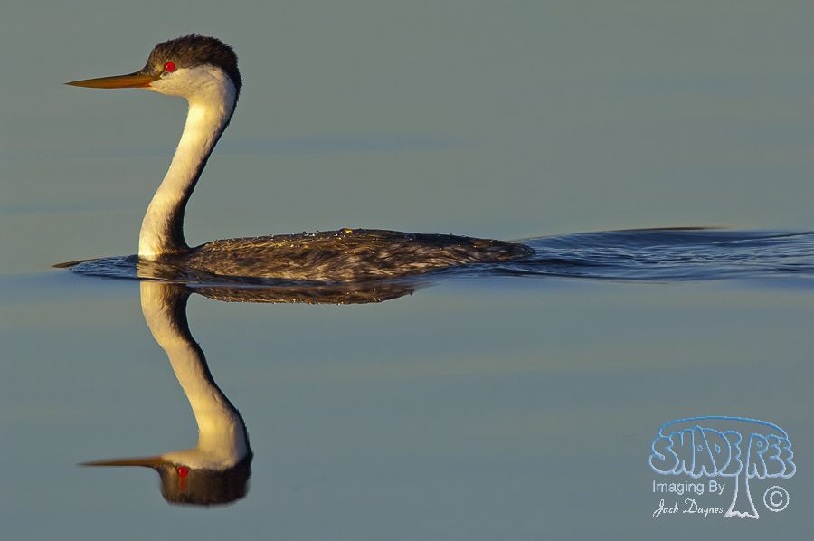 Western Grebe - Aechmophorus occidentalis