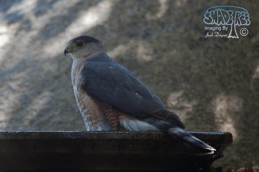 Cooper's Hawk - Accipiter cooperii