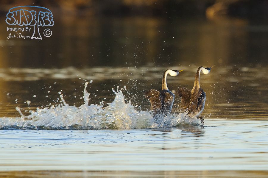 Western Grebe - Aechmophorus occidentalis