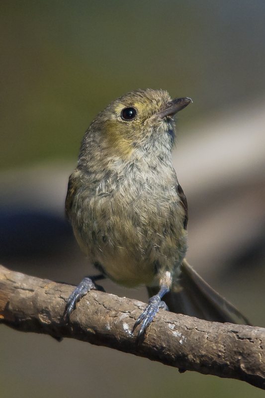 Hutton's Vireo - Vireo huttoni