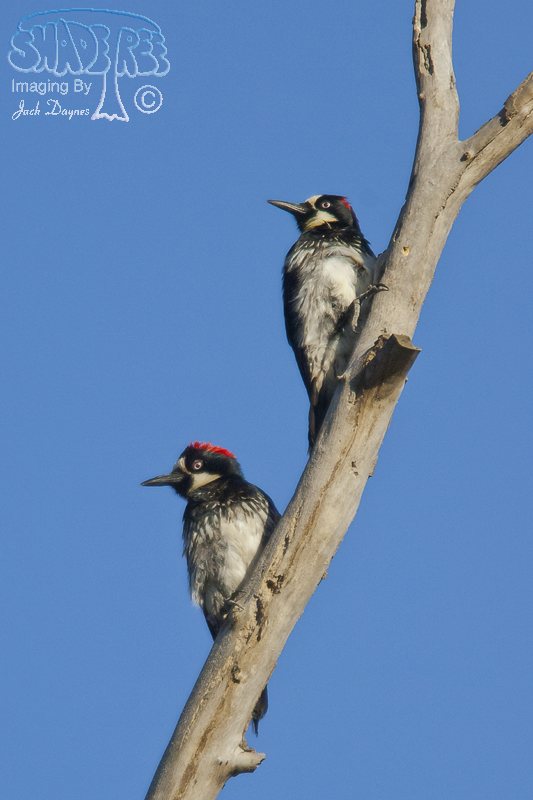 Acorn Woodpecker - Melanerpes formicivorus