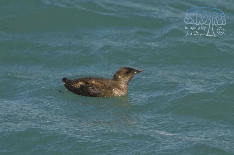 Marbled Murrelet - Brachyramphus marmoratus