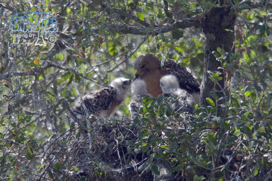 Red-shouldered Hawk - Buteo Lineatus