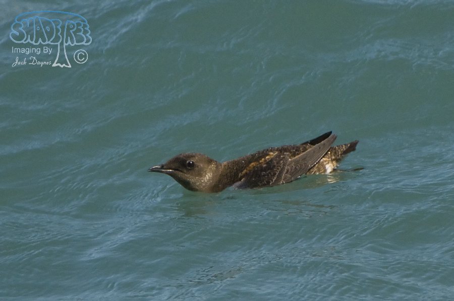Marbled Murrelet - Brachyramphus marmoratus