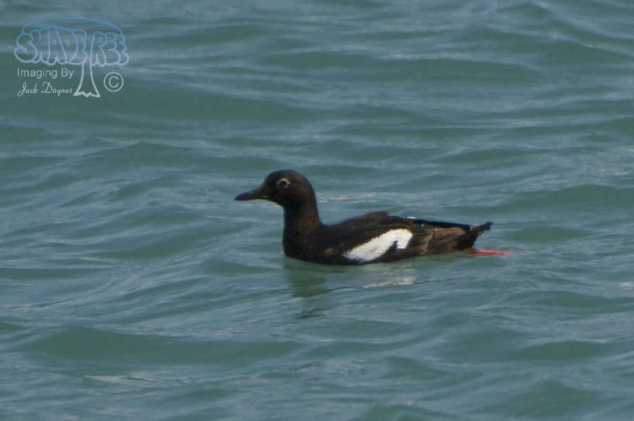 Pigeon Guillemot - Cepphus columba