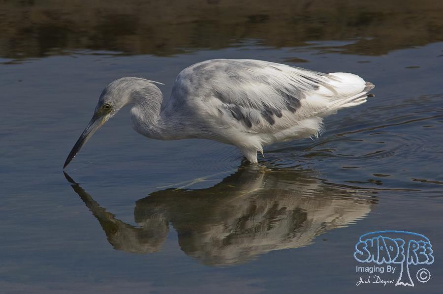 Little Blue Heron - Egretta caerulea