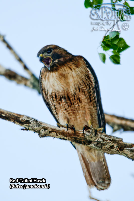 Red-Tailed Hawk - Buteo jamaicensis