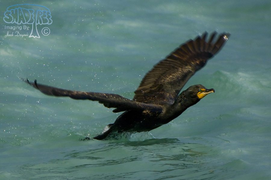 Double-Crested Cormorant - Phalacrocorax auritus
