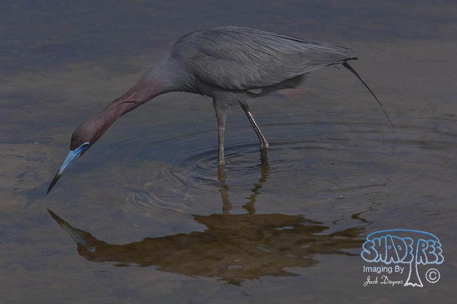 Little Blue Heron - Egretta caerulea