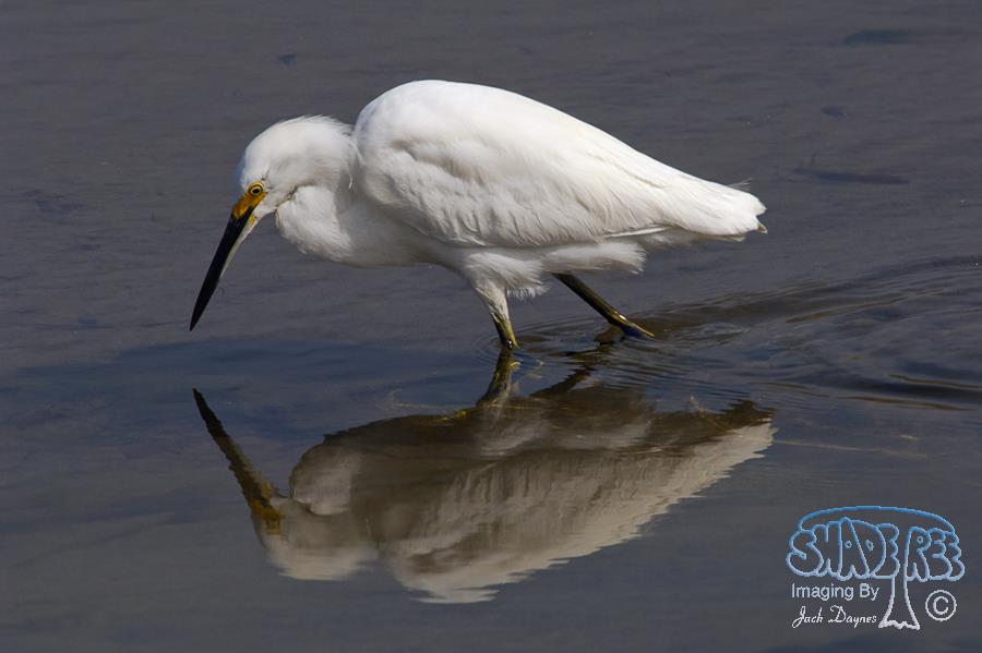 Snowy Egret - Egretta thula