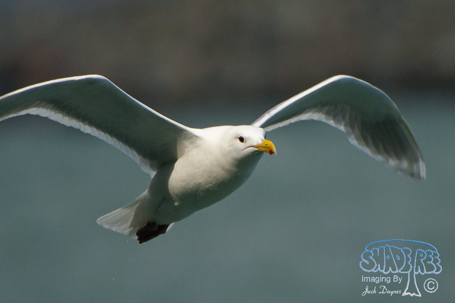 Glaucous-Winged Gull - Larus glaucescens