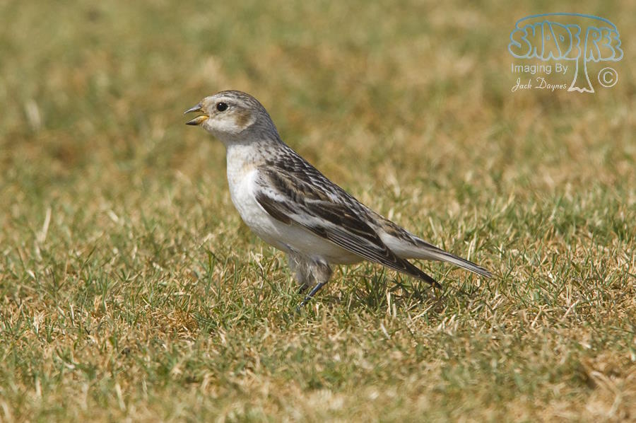 Snow Bunting - Plectrophenax nivalis