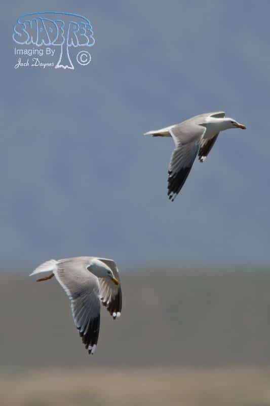 California Gull - Larus californicus