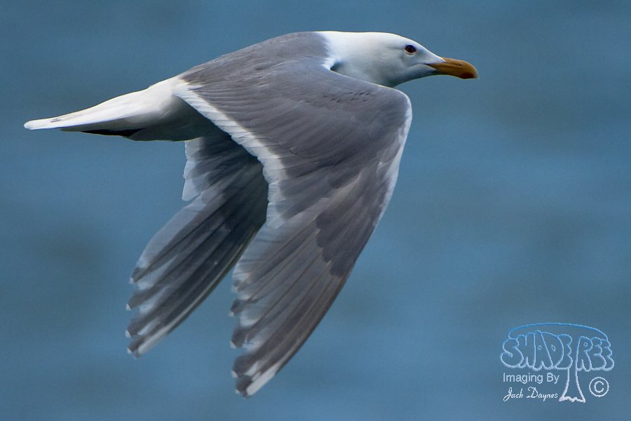 Glaucous-Winged Gull - Larus glaucescens