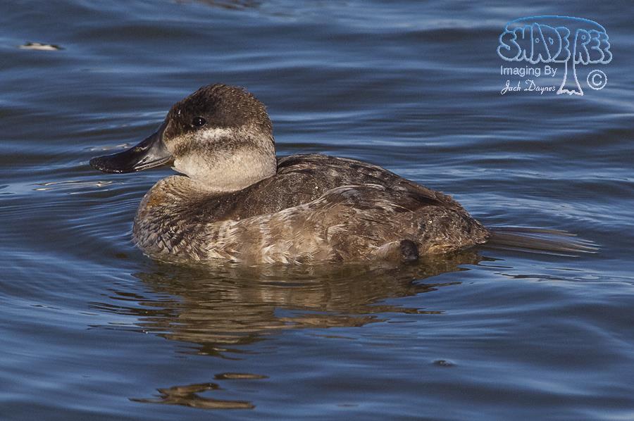 Ruddy Duck - Oxyura jamaicensis