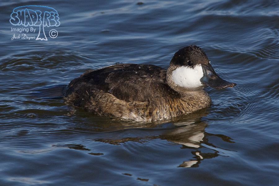 Ruddy Duck - Oxyura jamaicensis