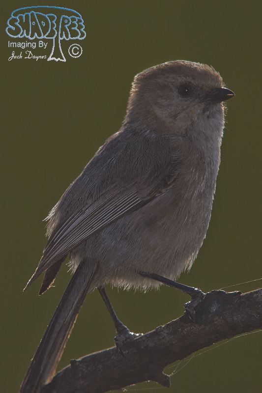 Bushtit - Psaltriparus minimus