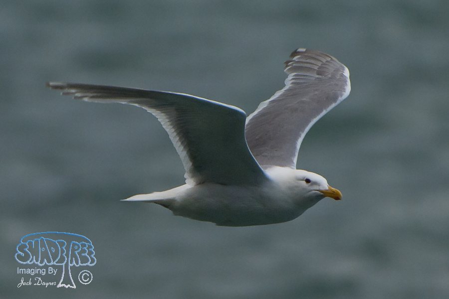 Glaucous-Winged Gull - Larus glaucescens