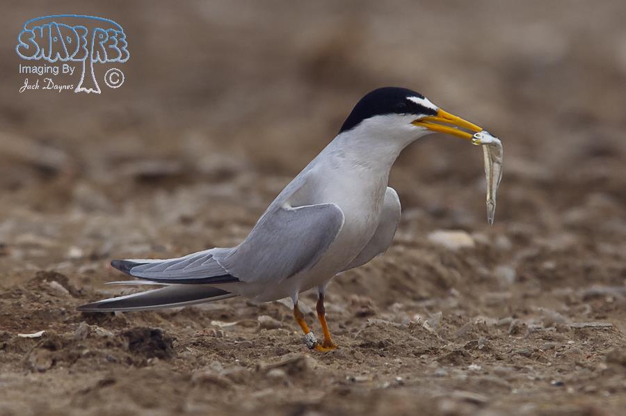 Least Tern - Sternula antillarum