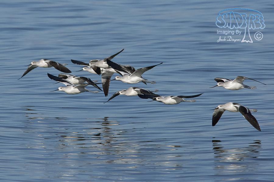 American Avocet - Recurvirostra americana