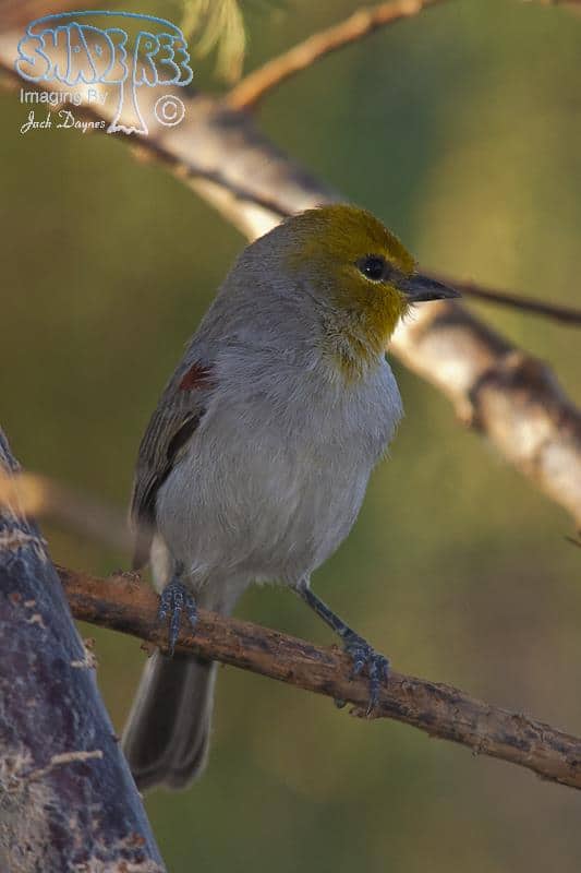 Verdin - Auriparus flaviceps