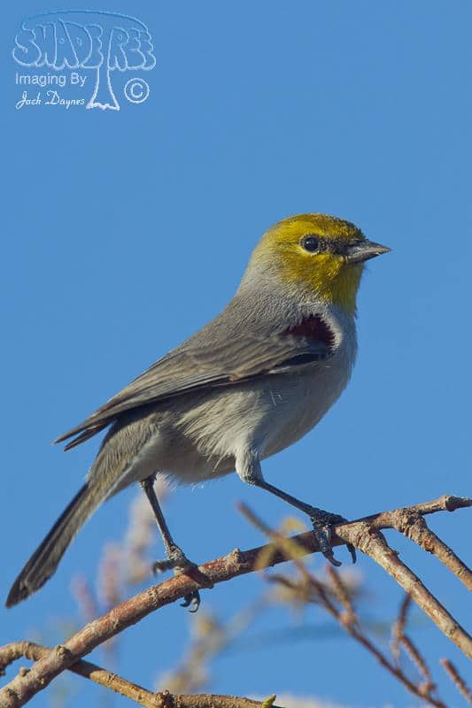 Verdin - Auriparus flaviceps